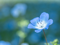 春の青い花