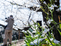 桜もいいけど、シャガもどう？