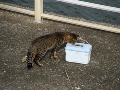 狙われたクーラーボックス