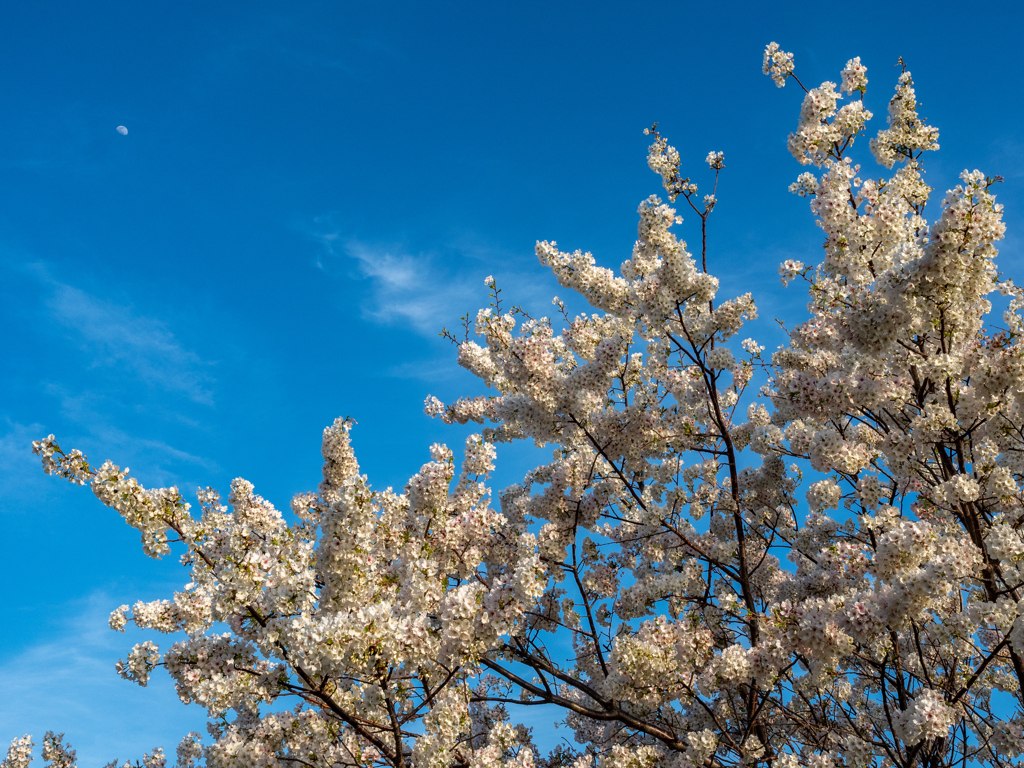 桜と月と青空と