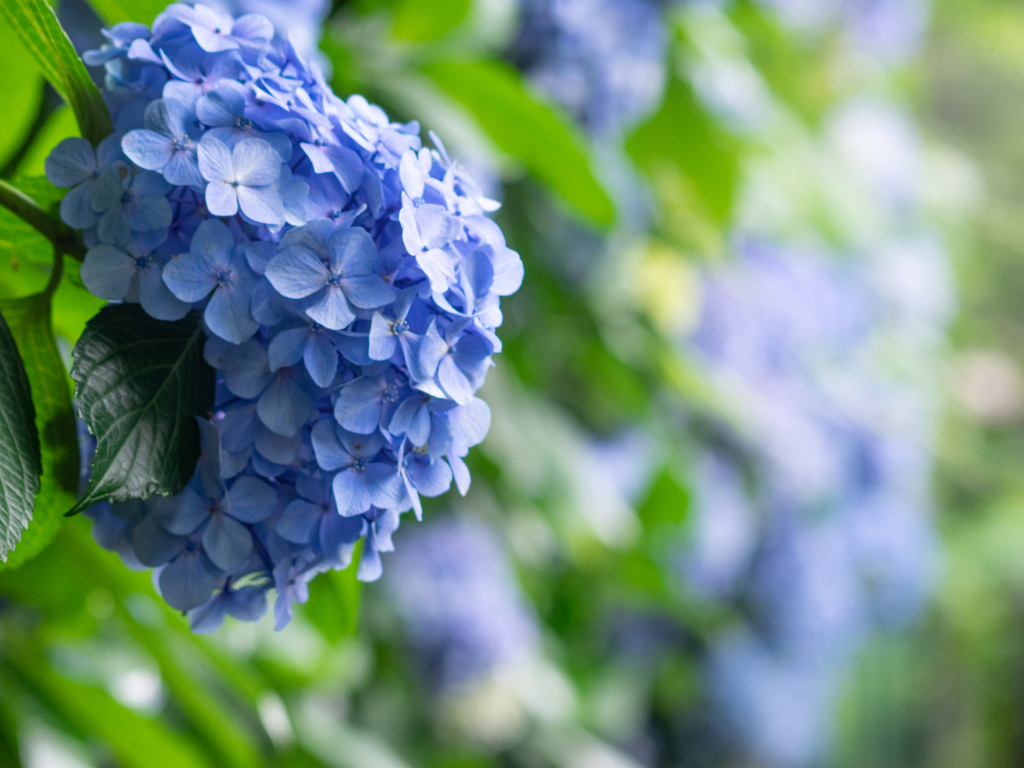 紫陽花満開