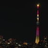 3.11特別ライティング「ハイビスカス」