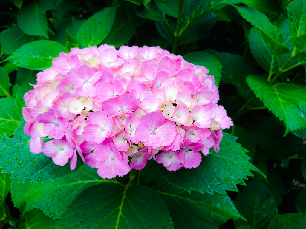 雨中の紫陽花