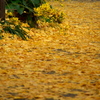 イチョウの絨毯