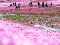 芝桜散策