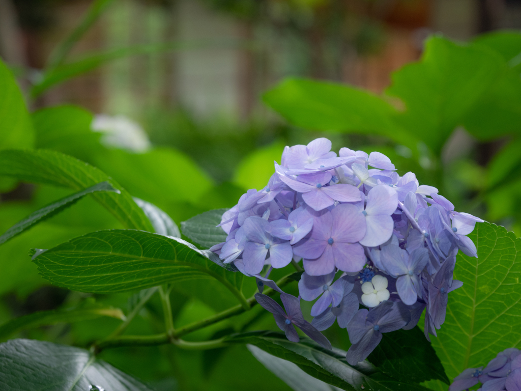 向島百花園-紫陽花 2