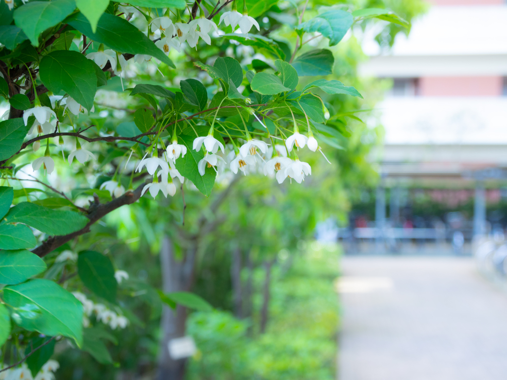 エゴノキの花