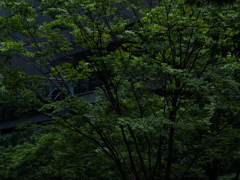 曇天緑