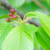 桜の実