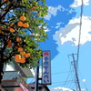 浦安スナップ 青空と柑橘