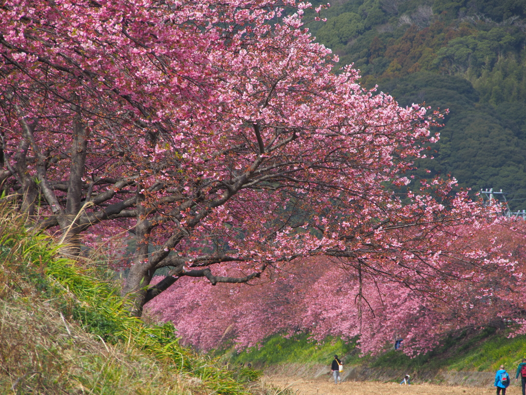 河津桜3