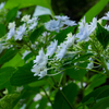 紫陽花