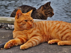 音のなる方向が気になる猫