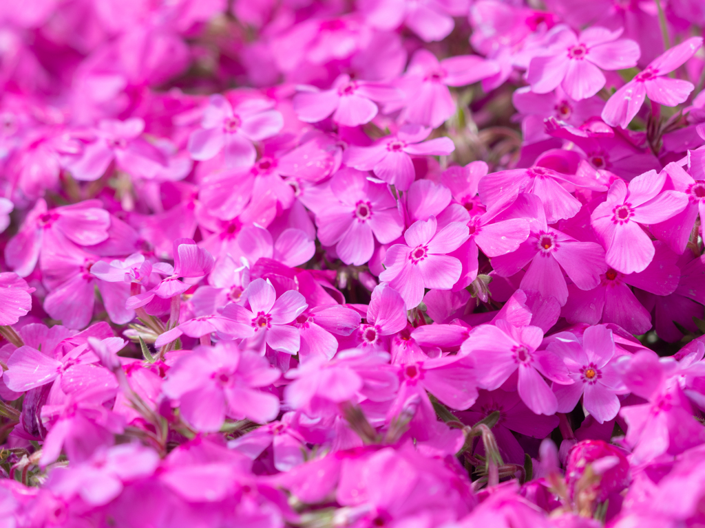 芝桜