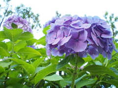 紫陽花(新浦安)