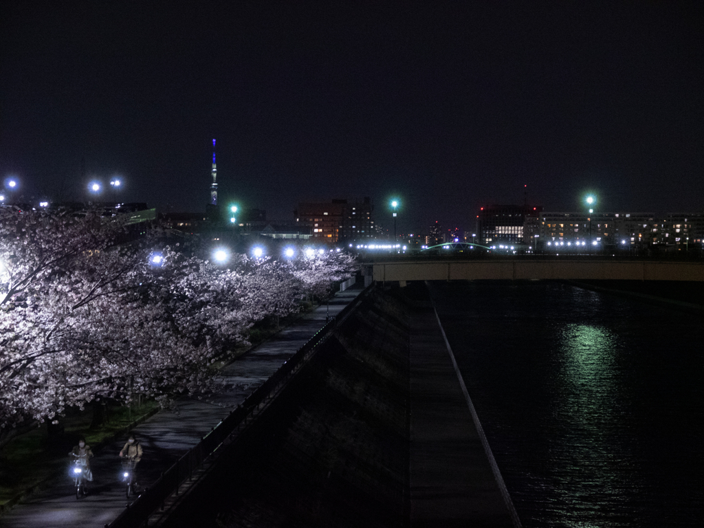 浦安夜景 境川の夜桜 2