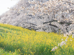 桜色と黄色のコラボ