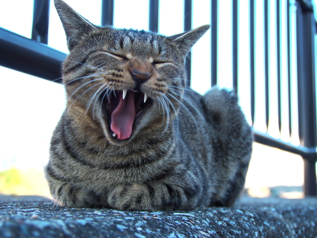 トラ猫 大欠伸 By くるるぐんそー Id 写真共有サイト Photohito