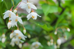 エゴノキ開花