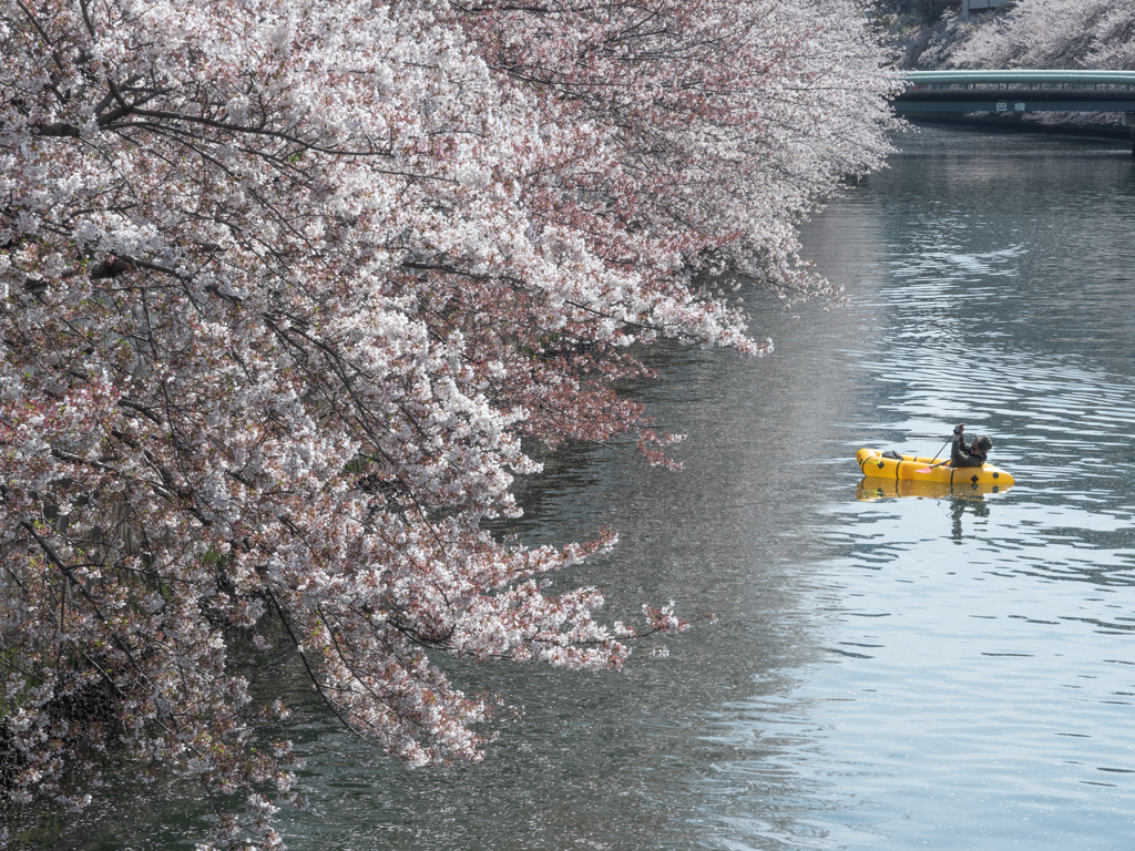 川面からの花見