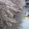 川面からの花見