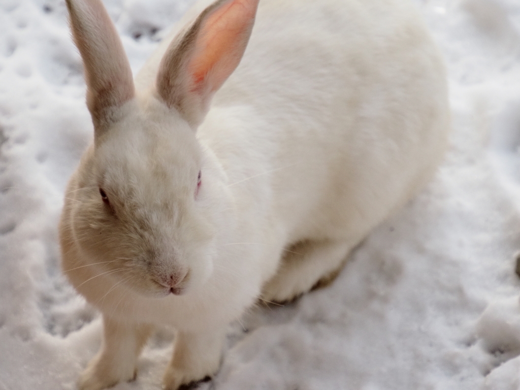 雪うさぎ