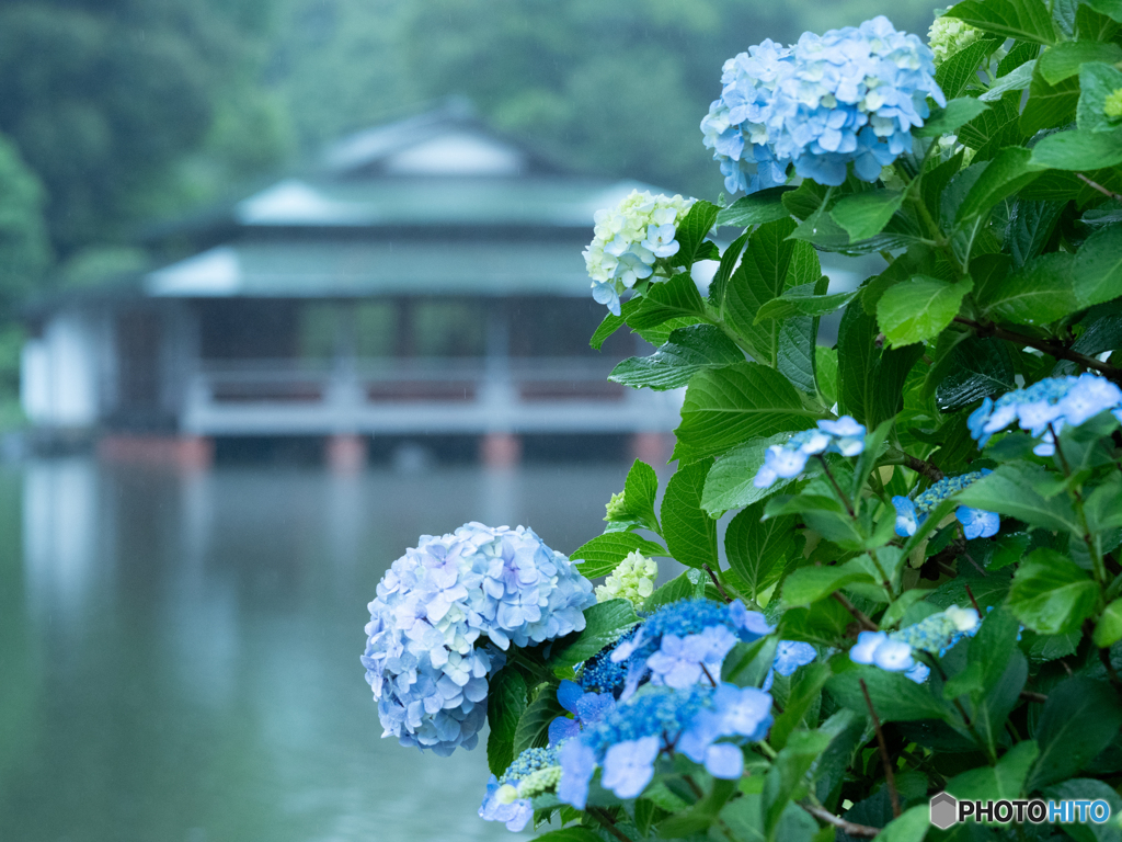 涼亭と紫陽花