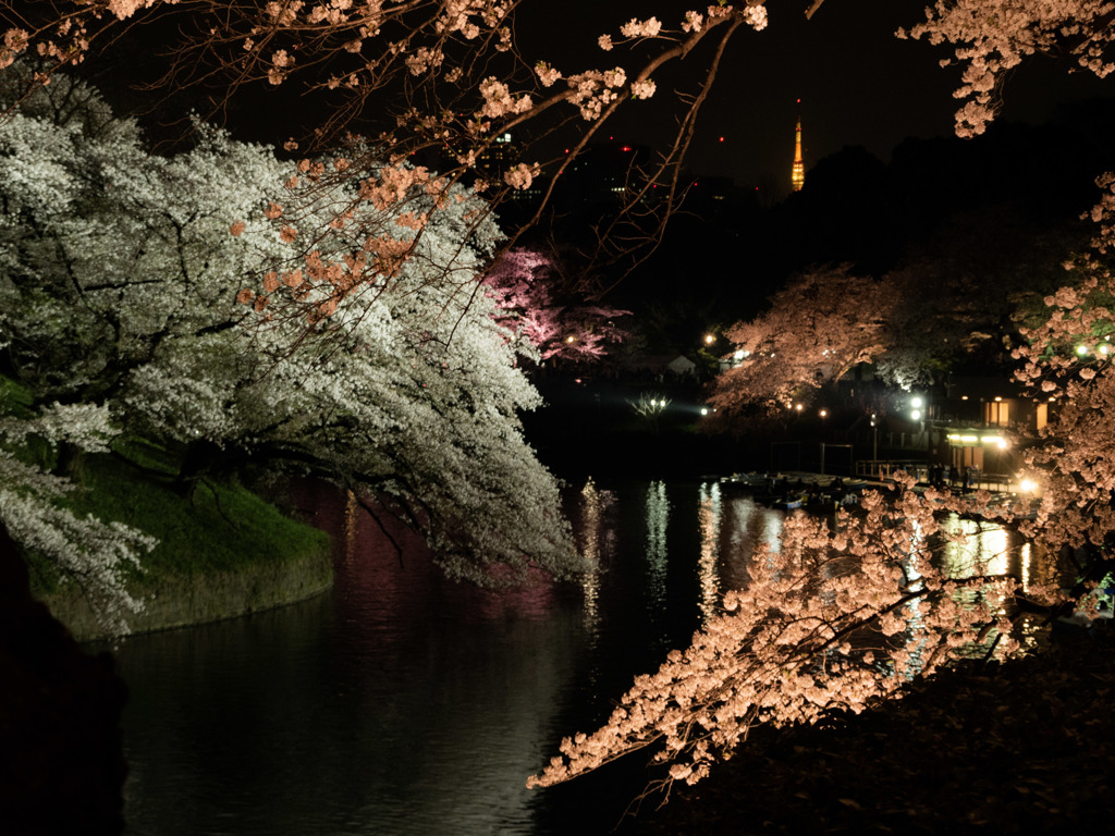 千鳥ヶ淵夜桜3