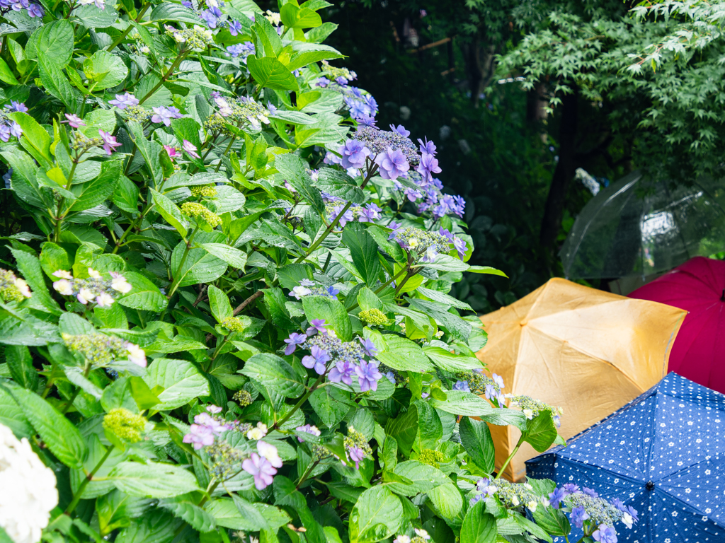 雨の紫陽花
