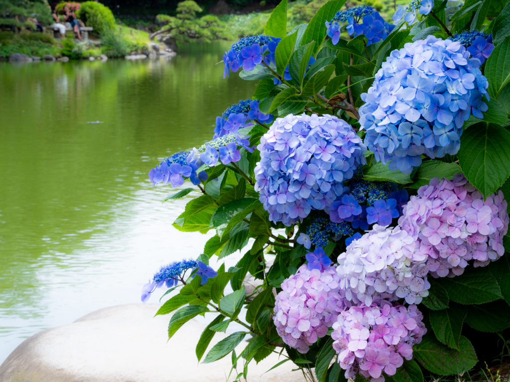 清澄の紫陽花2