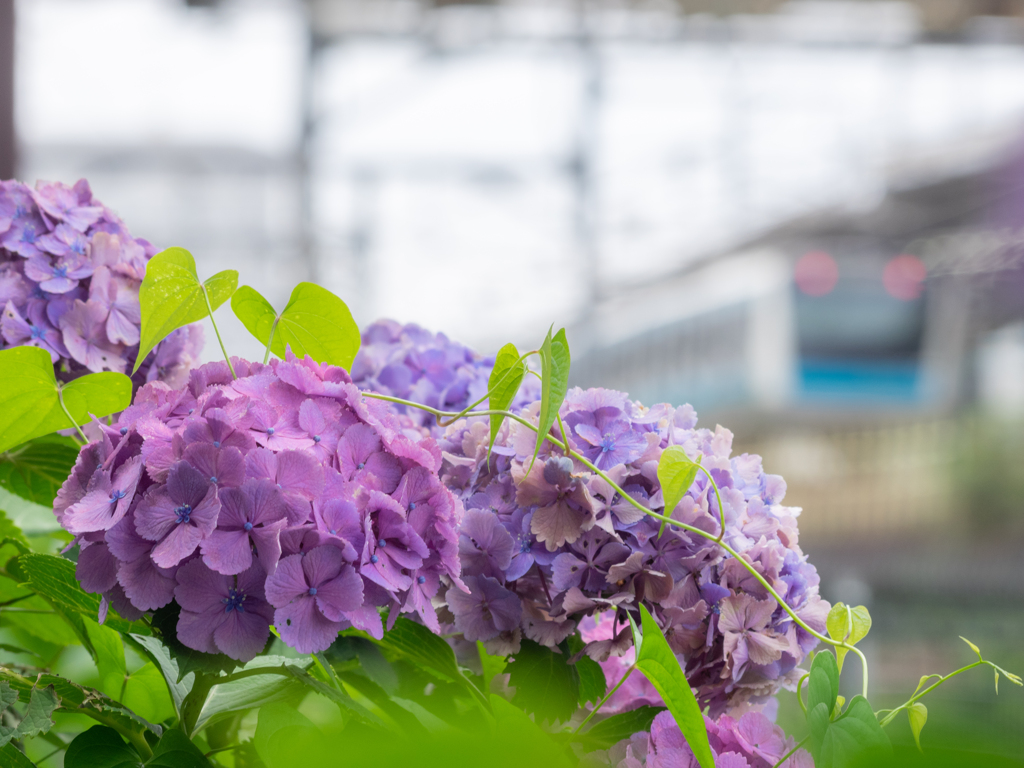 紫陽花＋京浜東北線
