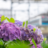 紫陽花＋京浜東北線