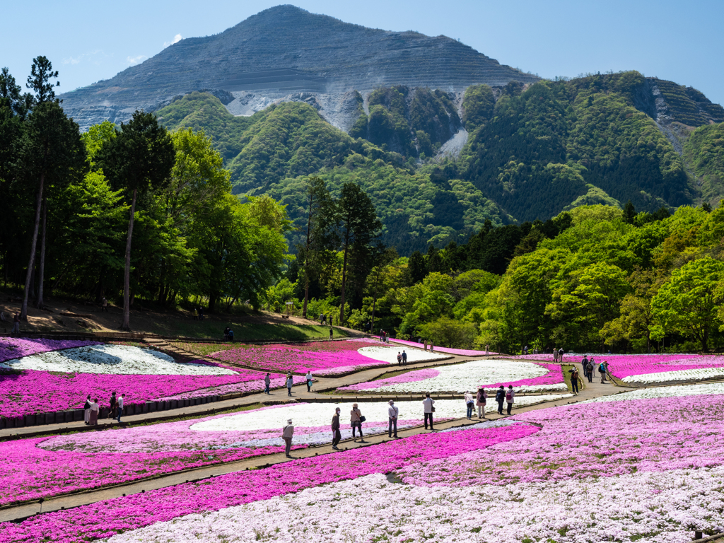 秩父の芝桜