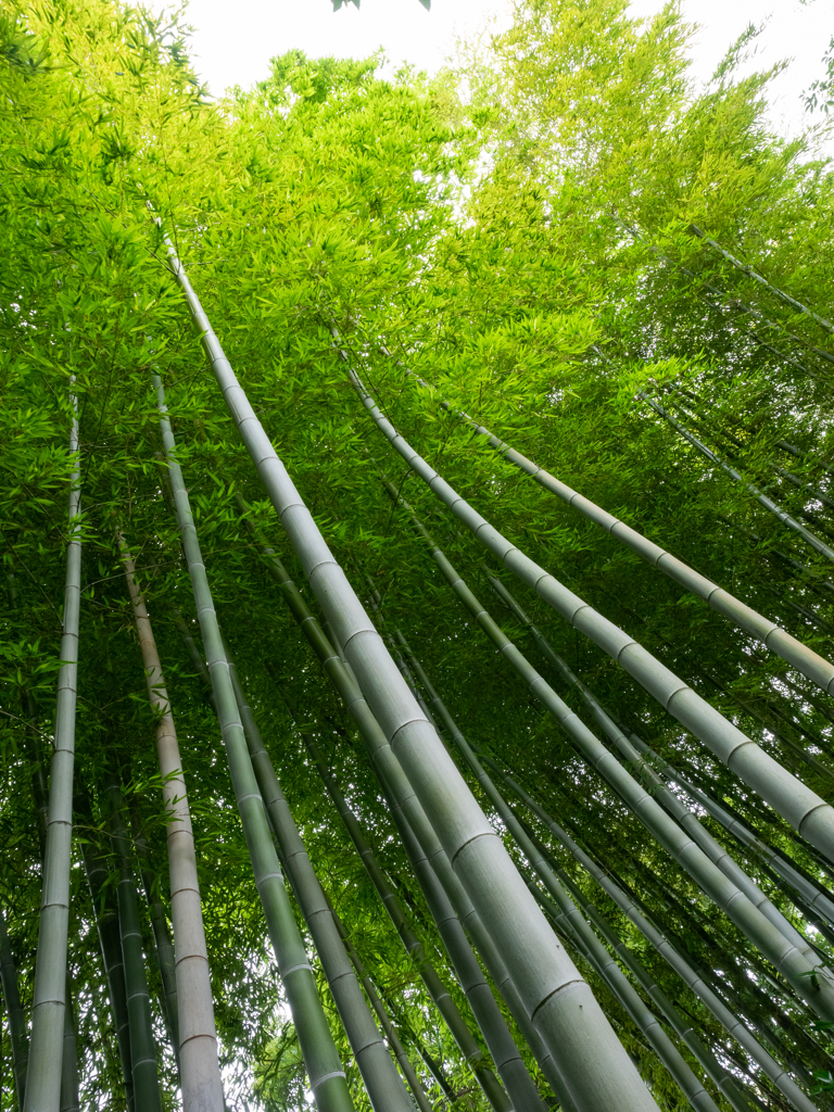 上へ上へ