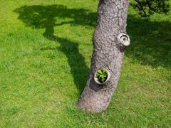 Tree in Tree