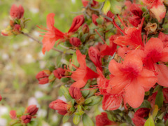 桜からツツジへ