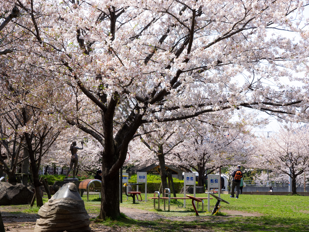 浦安昼景 若潮公園の桜