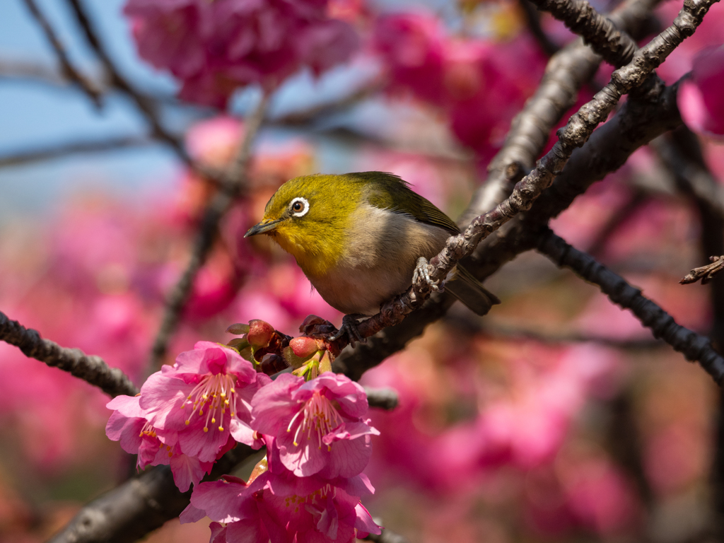 河津桜とメジロ