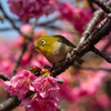 河津桜とメジロ