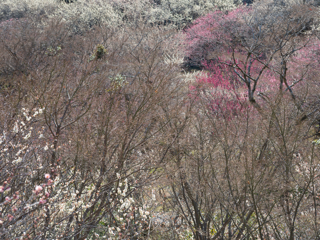 早咲き見頃の熱海梅園