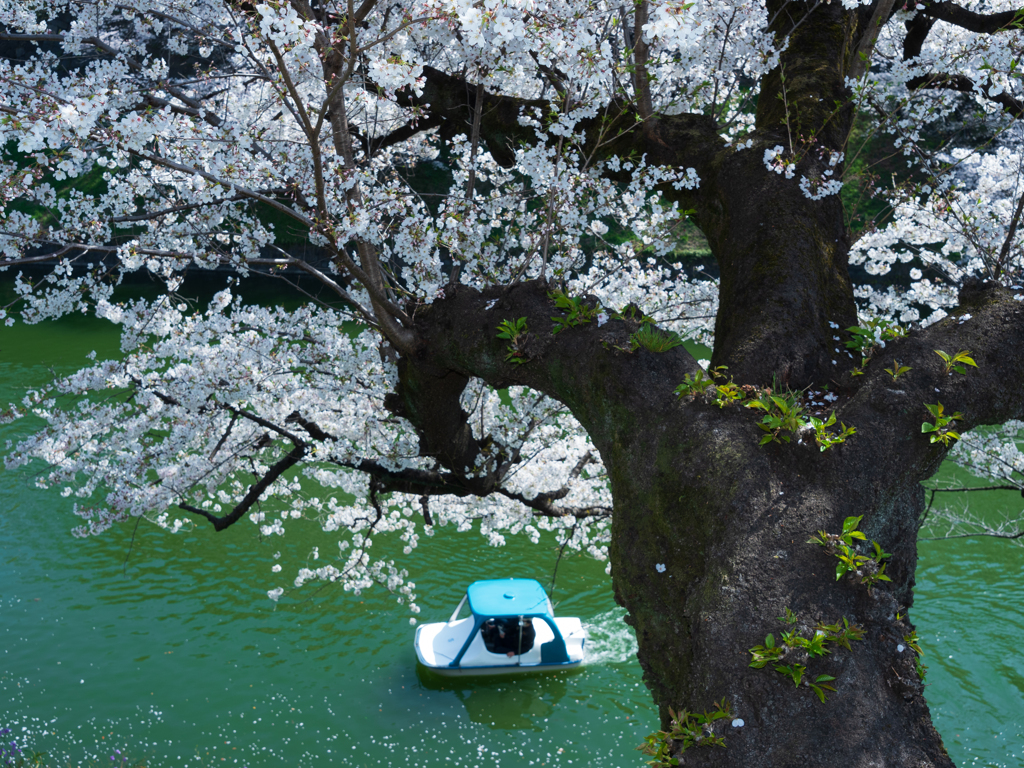 ボートからの花見もしてみたい