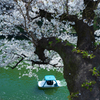 ボートからの花見もしてみたい