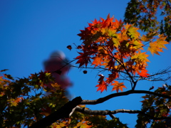 紅葉(日比谷公園)