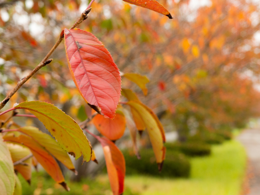 桜紅葉