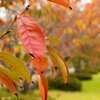 桜紅葉