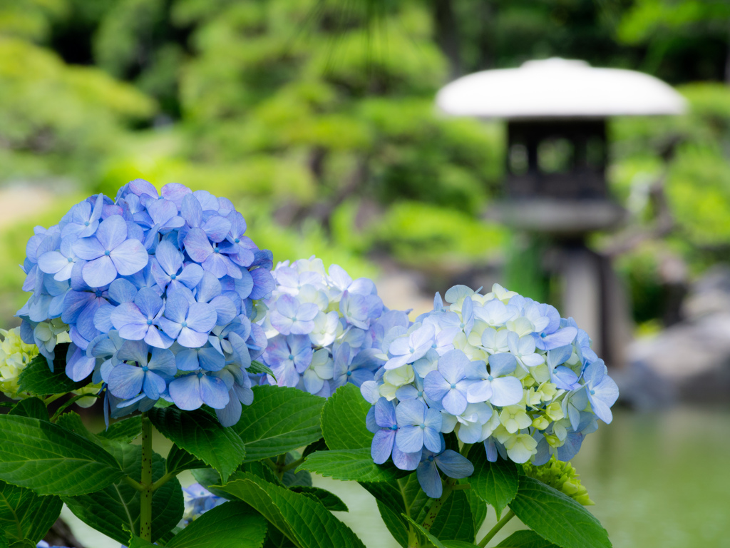 清澄の紫陽花3