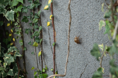 夏の残滓
