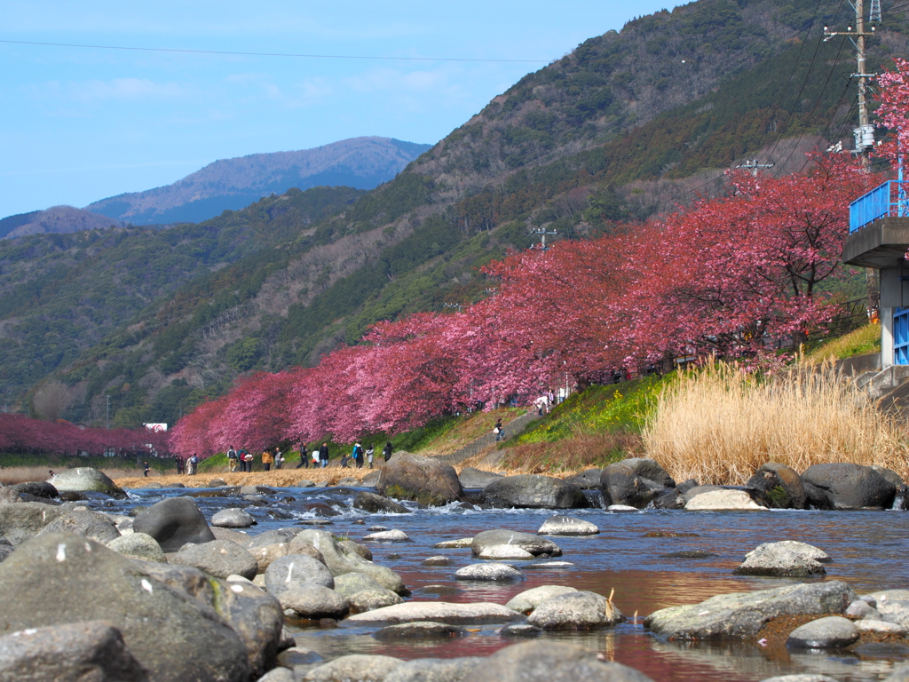 河津桜2