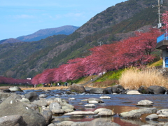 河津桜2