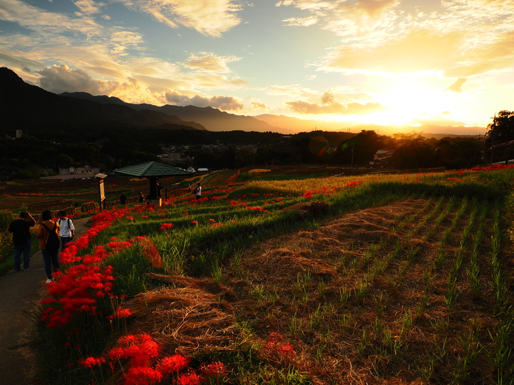 棚田の夕景